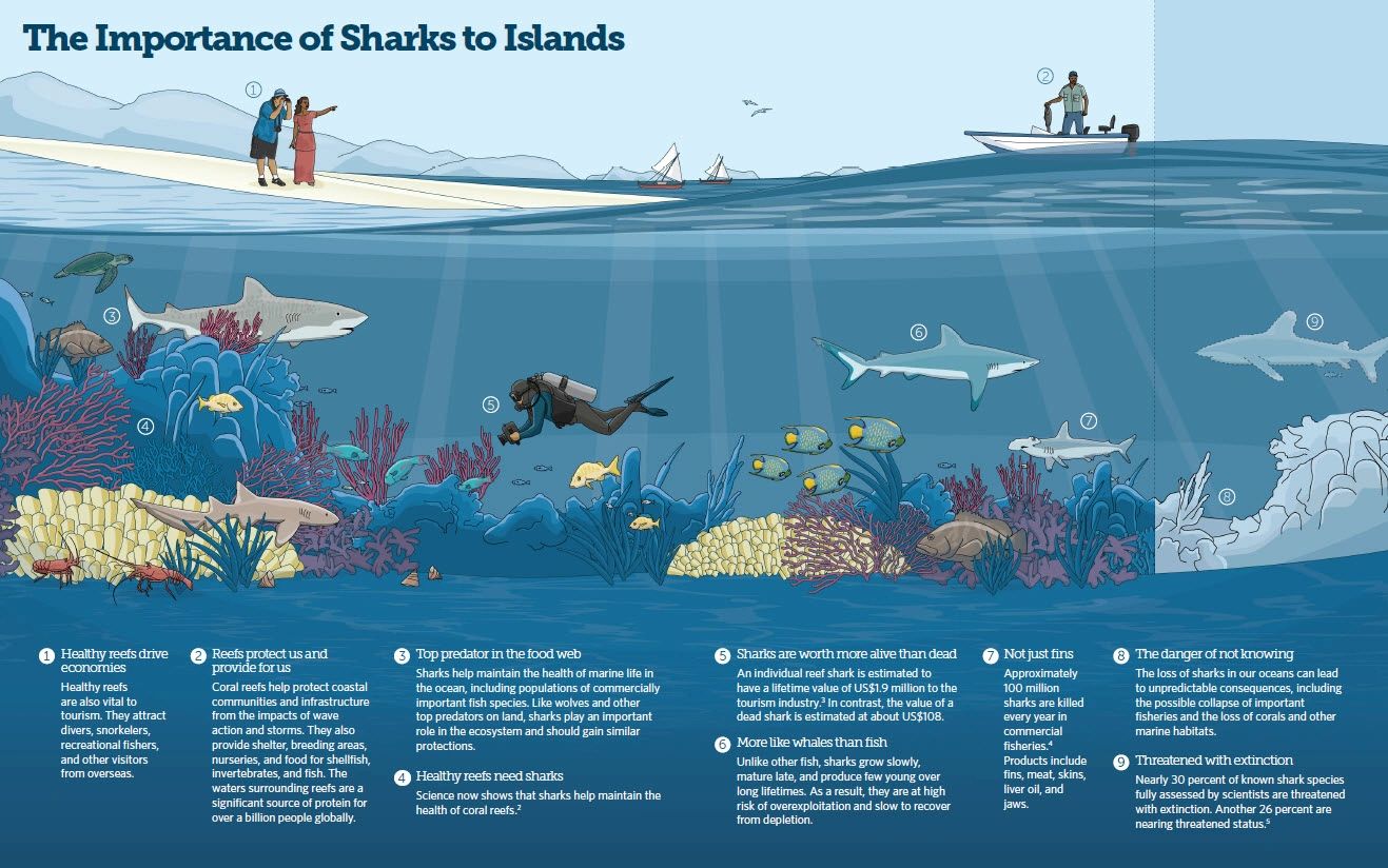 Why Sharks Are Important & Why they need YOUR help.